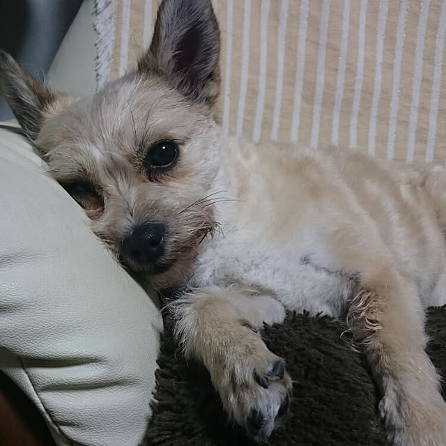 runaさんの実例写真