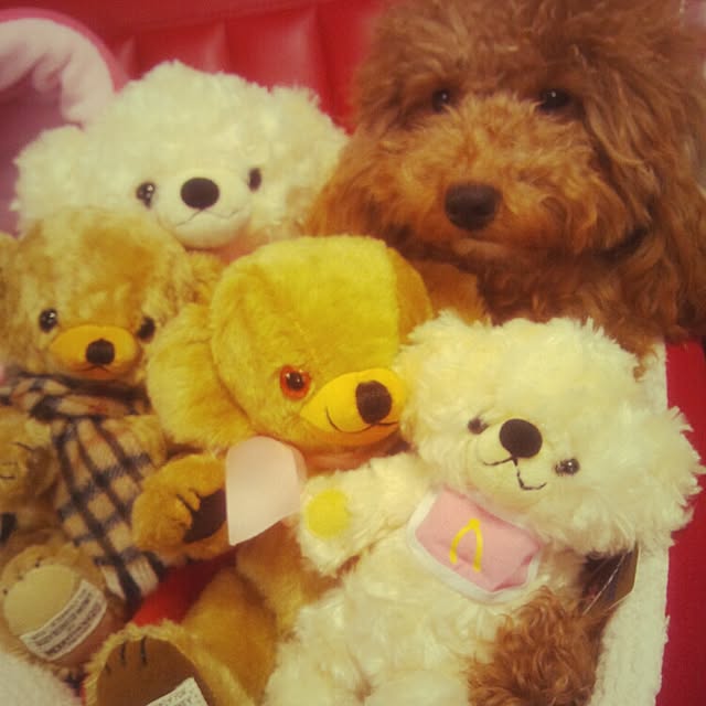 mafumafuさんの実例写真