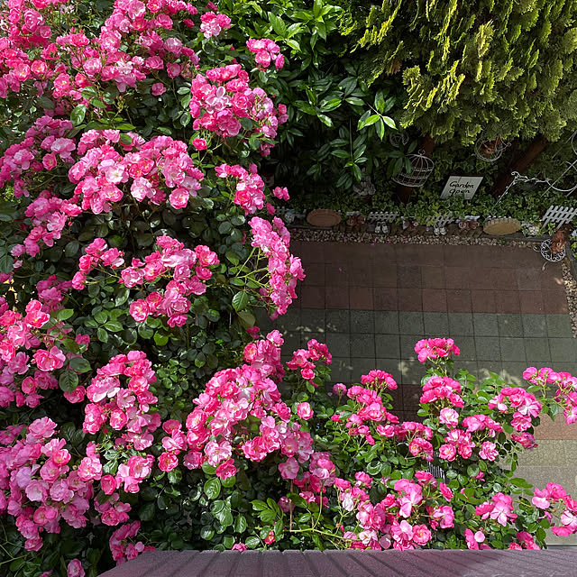 RoseLife5818さんの部屋