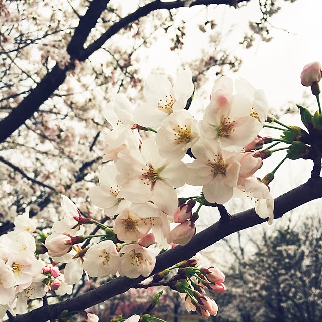 玄関/入り口/桜のインテリア実例 - 2015-04-05 07:53:14
