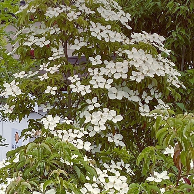moriさんの実例写真
