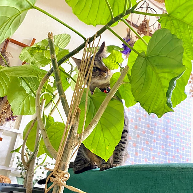 mohhaさんの実例写真