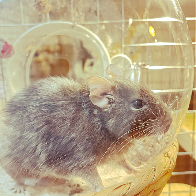 mmppさんの実例写真