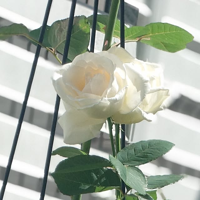 hanakusukuさんの実例写真