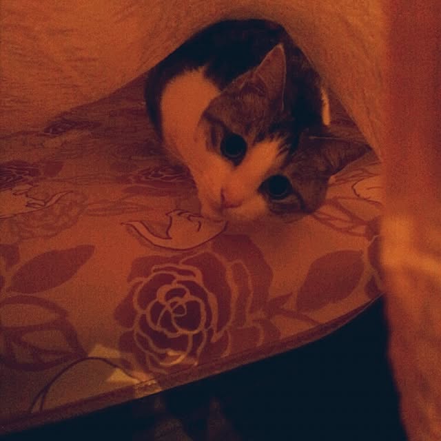 emmyyさんの実例写真