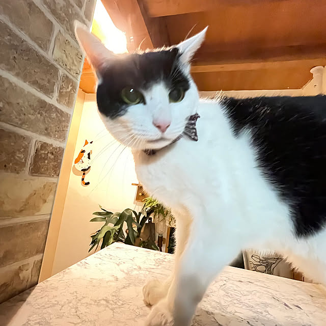 nekosamaさんの部屋