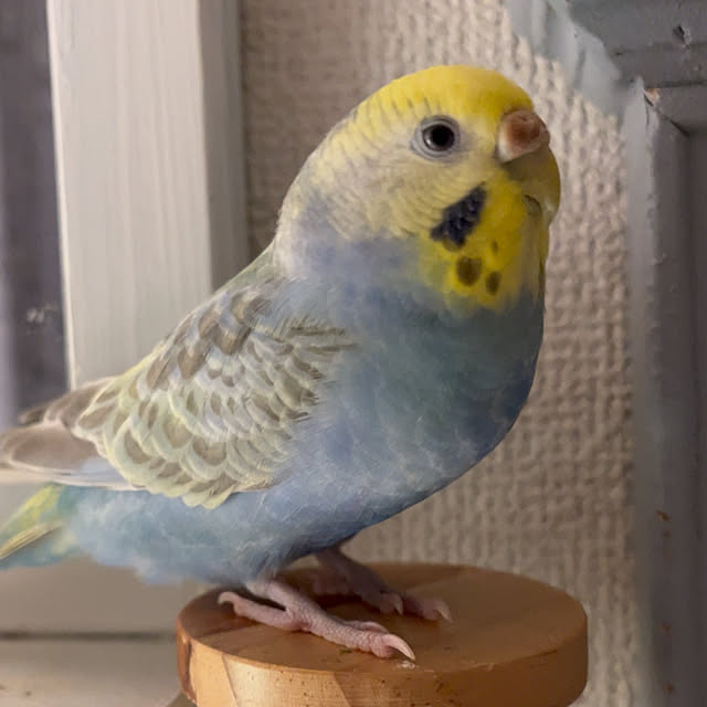 Atsukoさんの部屋