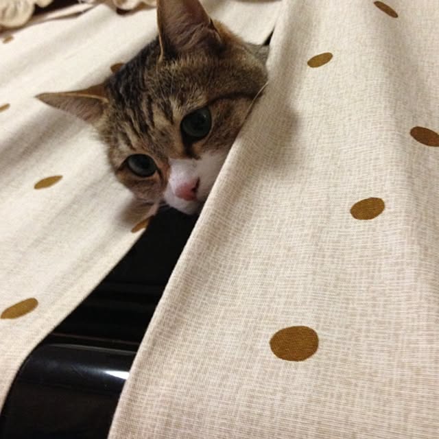 kayocoさんの実例写真