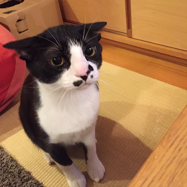 kachumomoさんの実例写真