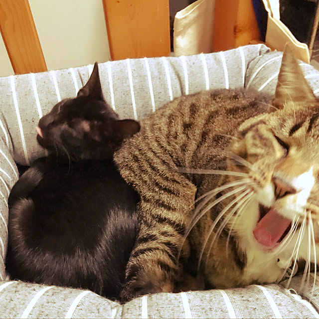 suemonta14さんの実例写真