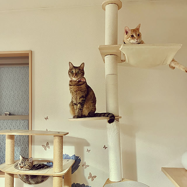 chiiさんの実例写真