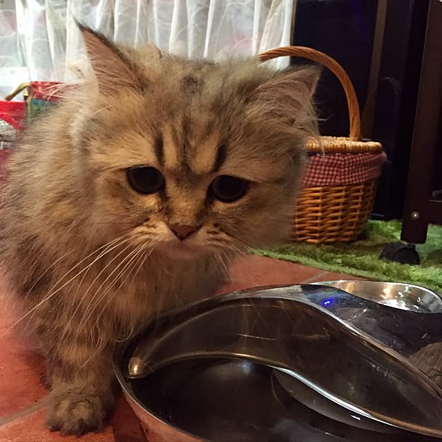 butachanさんの実例写真
