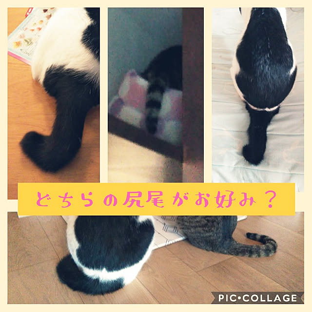 futukoさんの実例写真