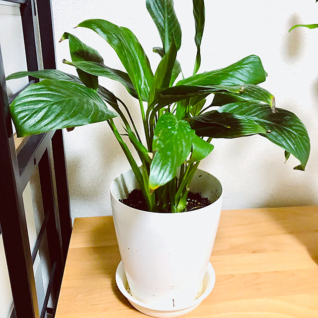 hanachanさんの部屋