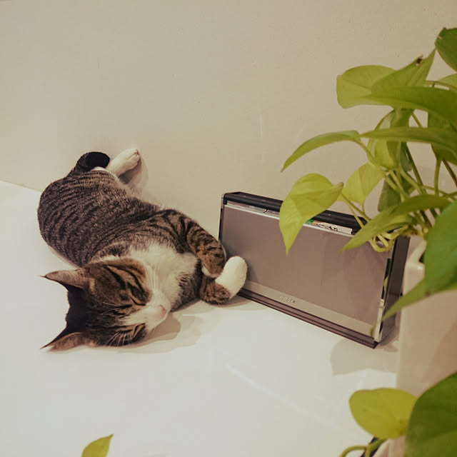 kyabetsukunさんの実例写真