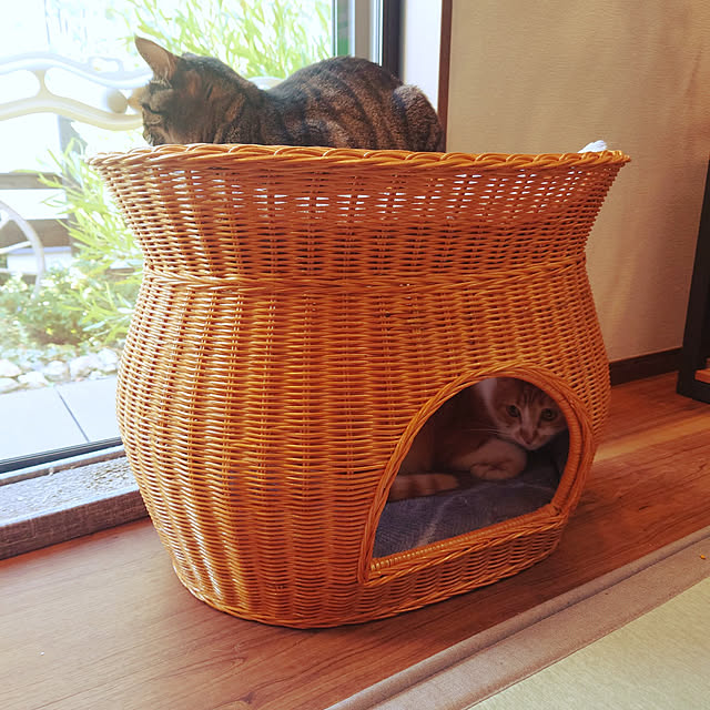 実例写真
