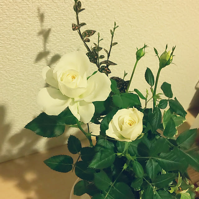 KOHAKUさんの実例写真