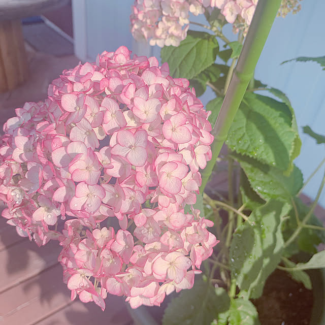 maymamさんの実例写真