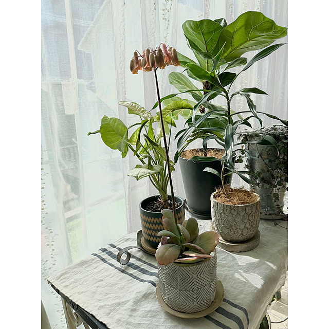 ponponHOUSEさんの部屋