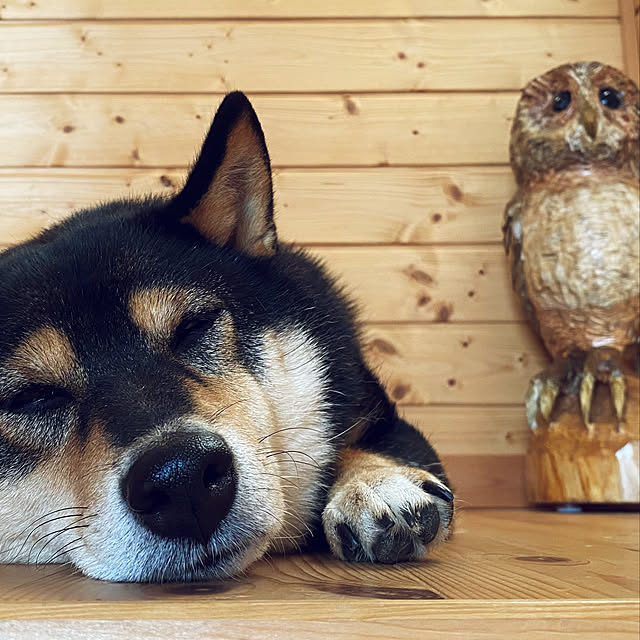 ゆったりと過ごす/チェーンソーフクロウ置物/チェーンソーアート/柴犬/BESSの家...などのインテリア実例 - 2021-07-09 09:15:11