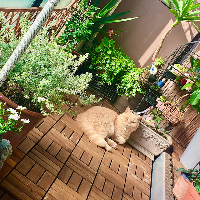 naokoさんの部屋