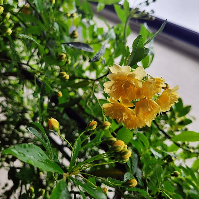 mimi828さんの実例写真