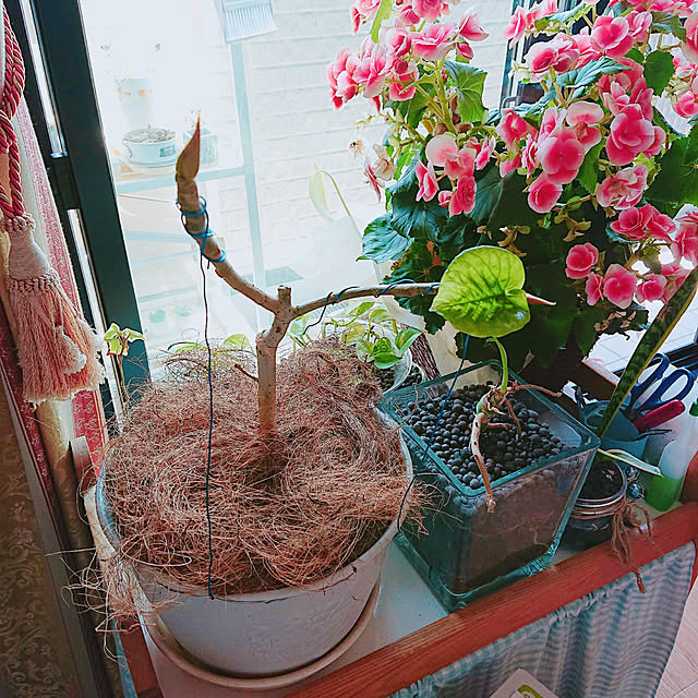 kikiさんの実例写真