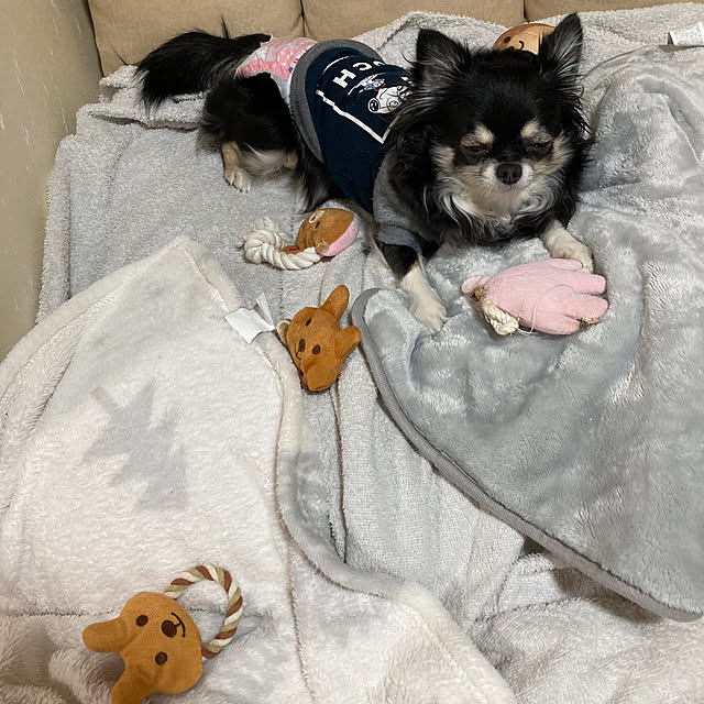 koroさんの部屋