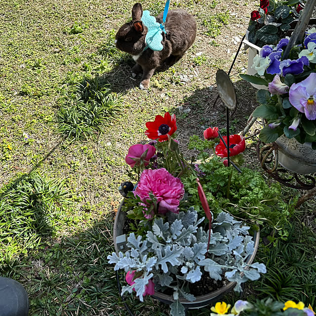 portulacaさんの部屋