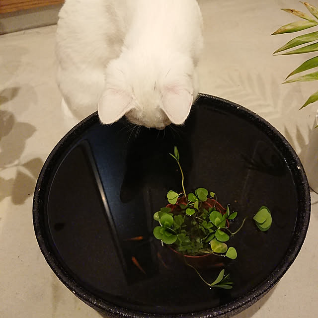 jijicoさんの実例写真