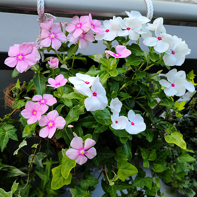 naocowさんの実例写真