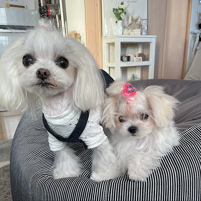 loliontoaliceveさんの実例写真