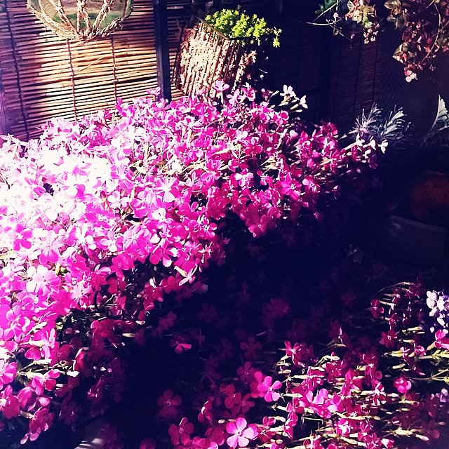 junk.__.maniaさんの実例写真