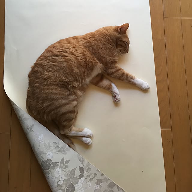 Misatoさんの実例写真