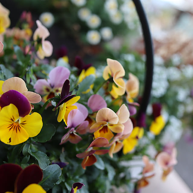 glassflowerさんの実例写真