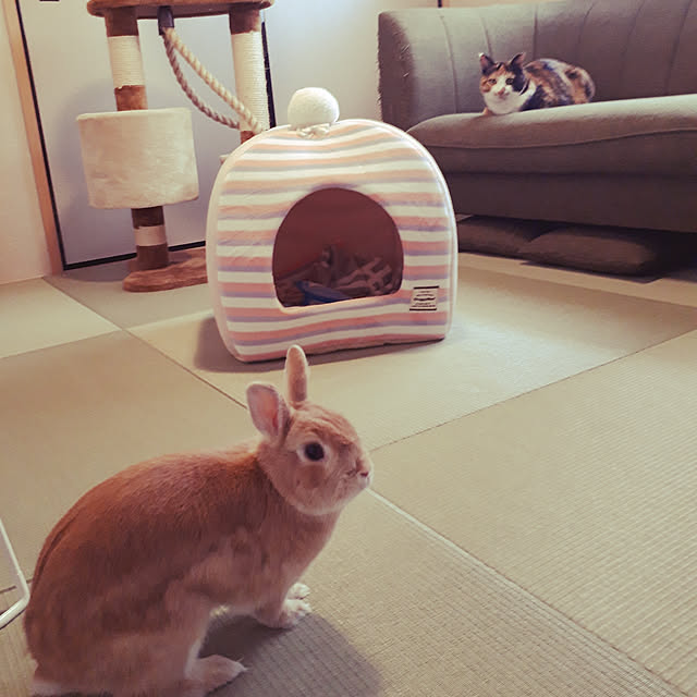 aiさんの実例写真