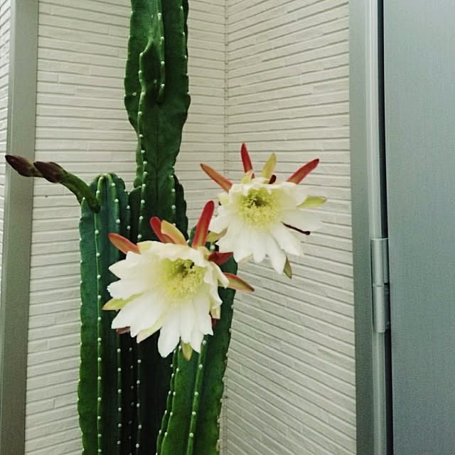 mikoさんの実例写真