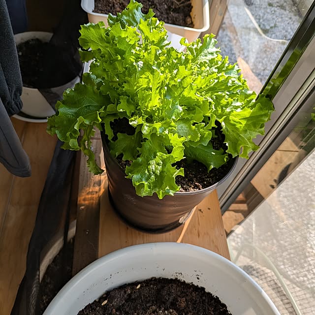 asaさんの実例写真