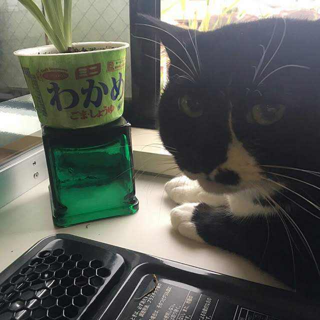 spinetailさんの実例写真