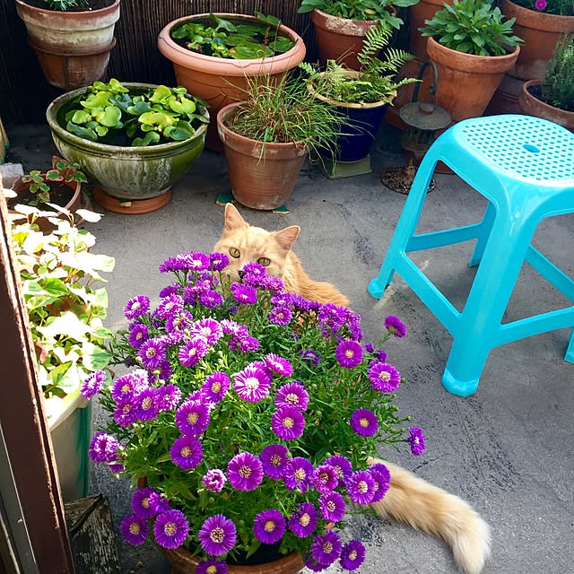 nekohigeさんの実例写真