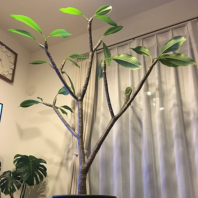 a.alohaさんの実例写真