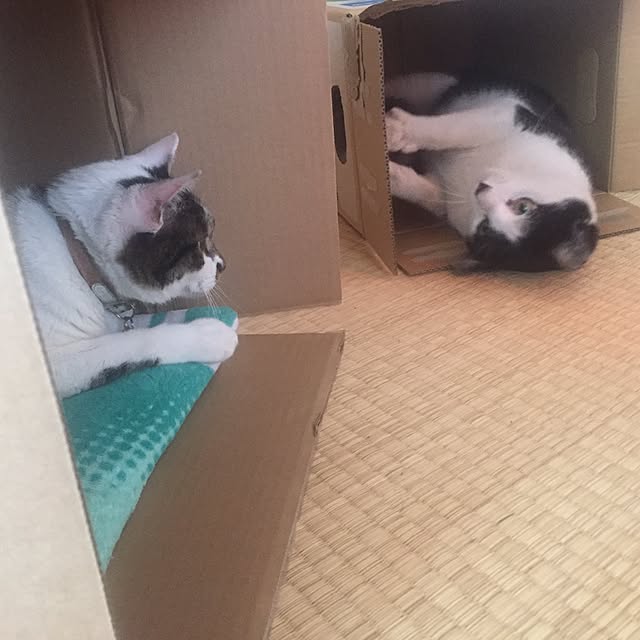 amandaさんの実例写真