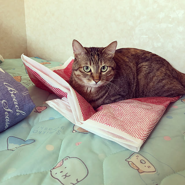 MASAさんの実例写真
