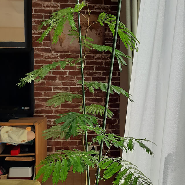 greenmanさんの実例写真
