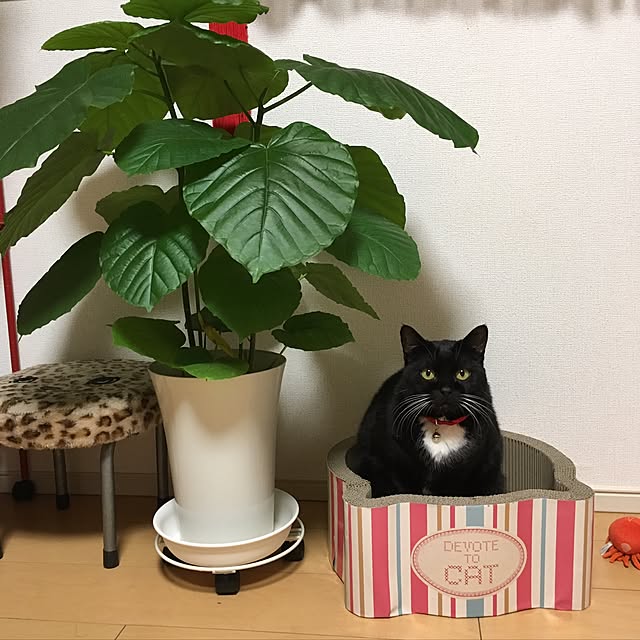 Hecacoさんの実例写真