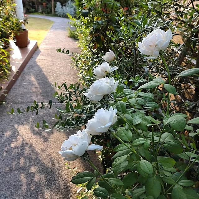 figaroさんの実例写真