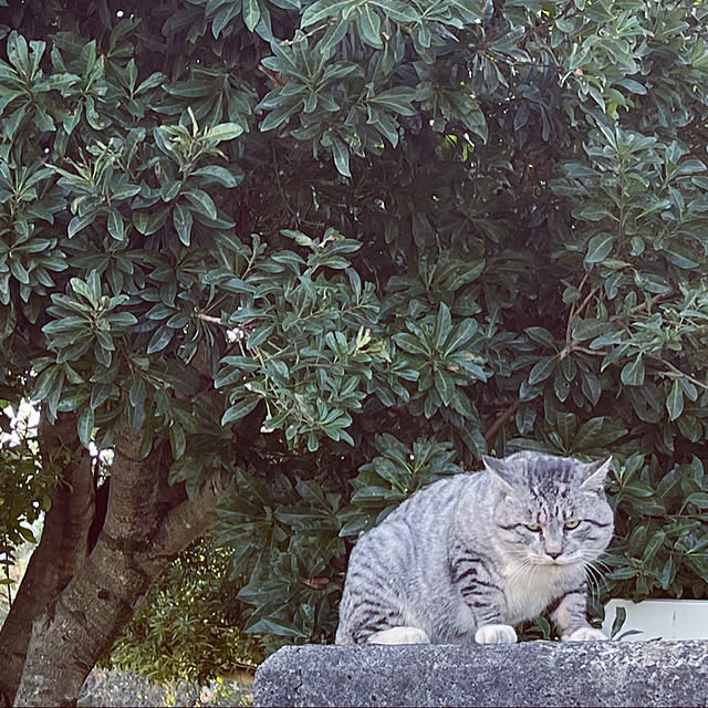 uninekoさんの実例写真