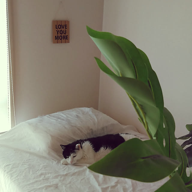 catloveさんの実例写真