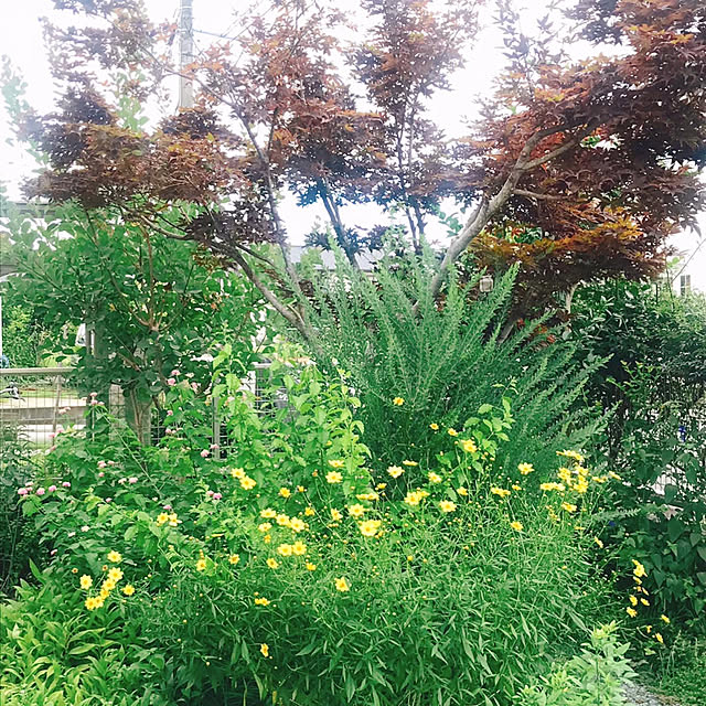 portulacaさんの実例写真