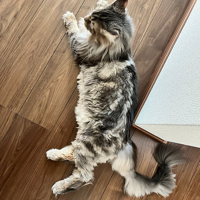 mayumiさんの実例写真